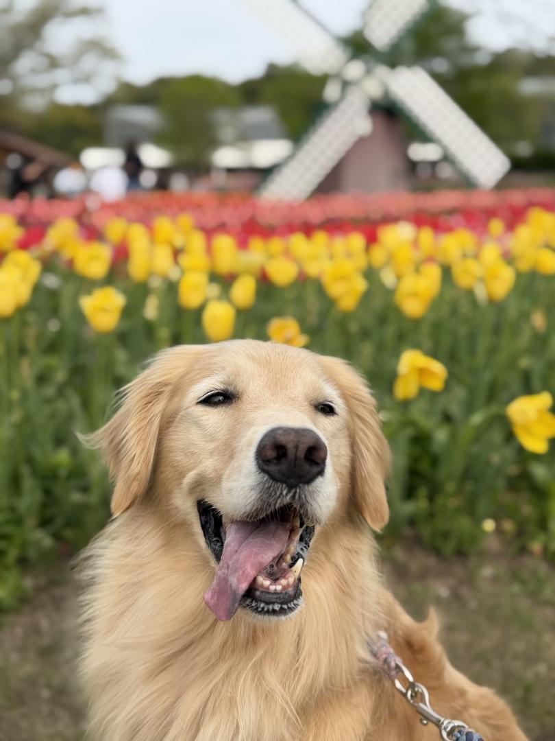 チューリップと笑顔