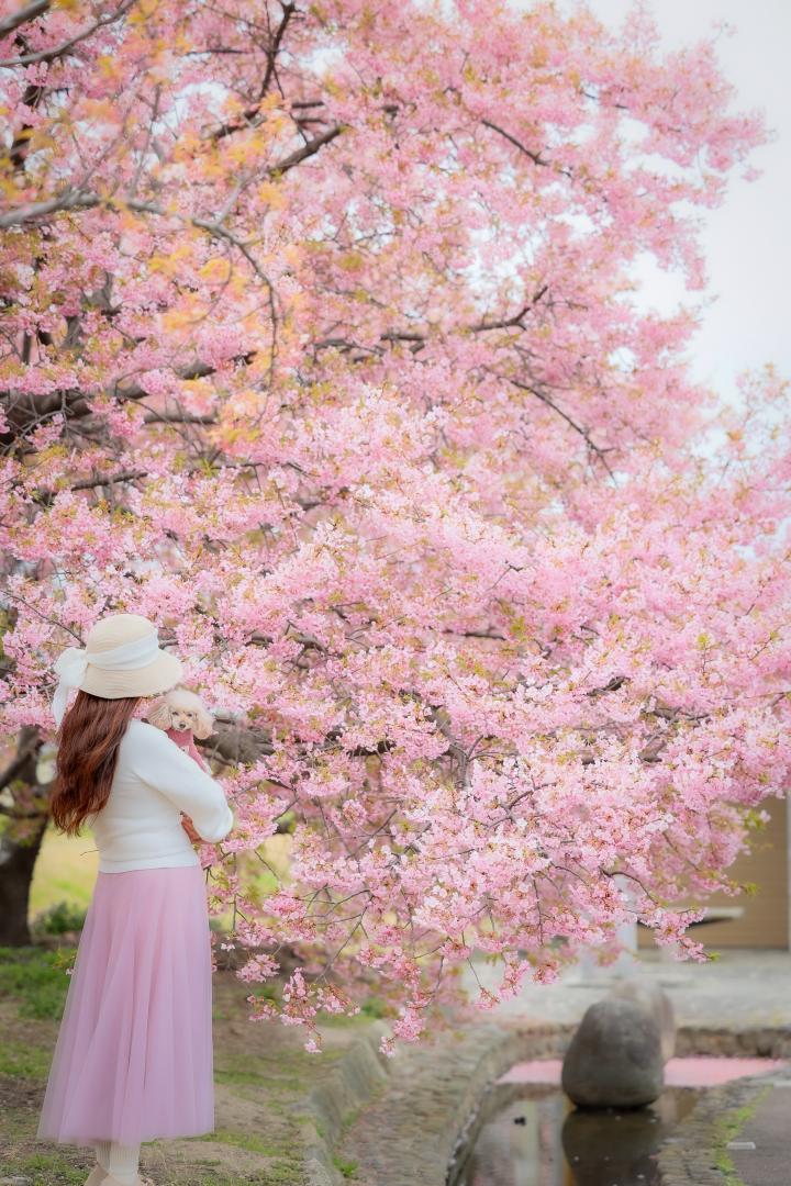 モコちゃんとお花見
