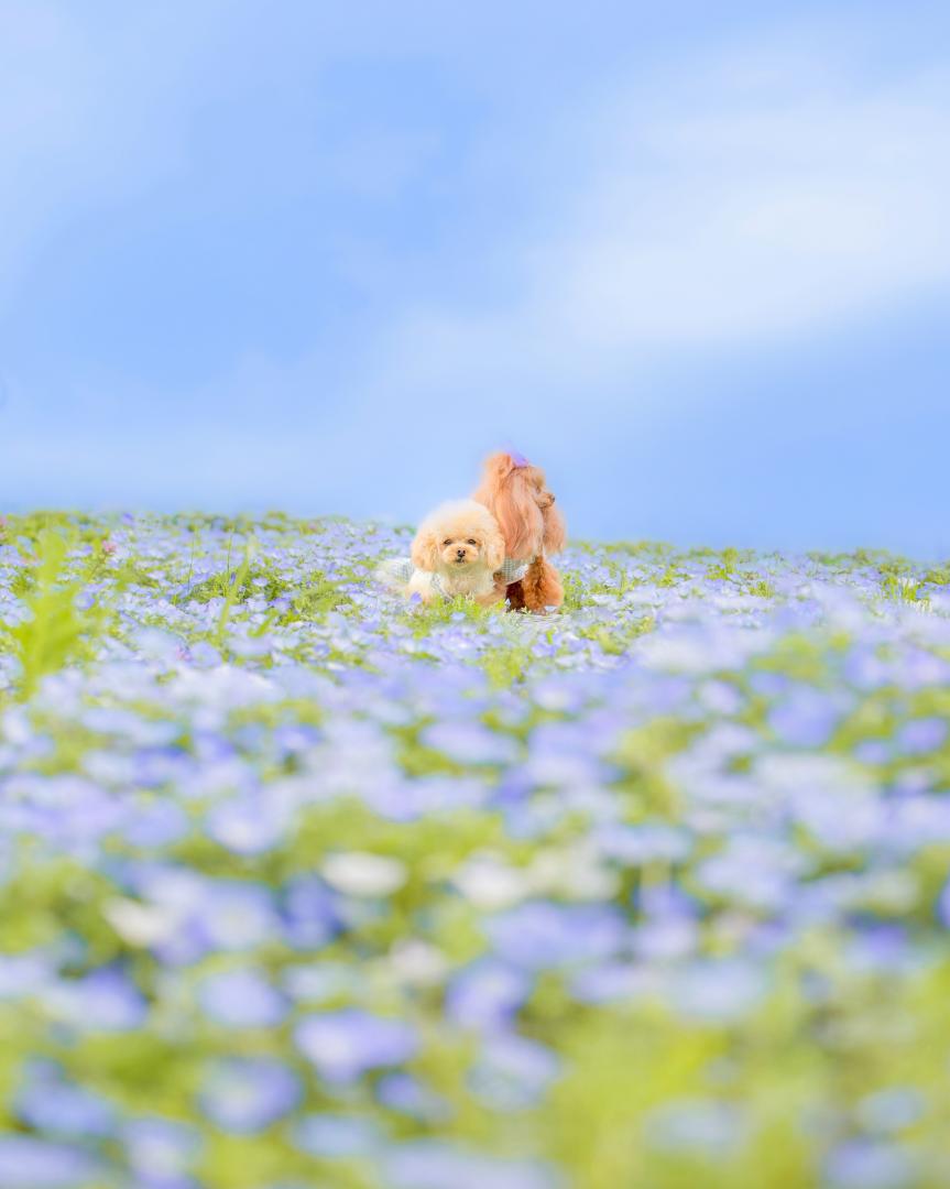 ネモフィラおふろ♡