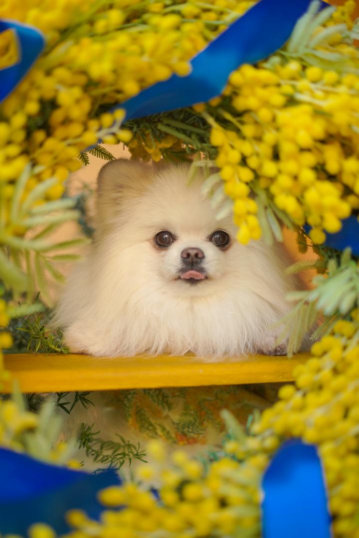 春のひょっこりさん