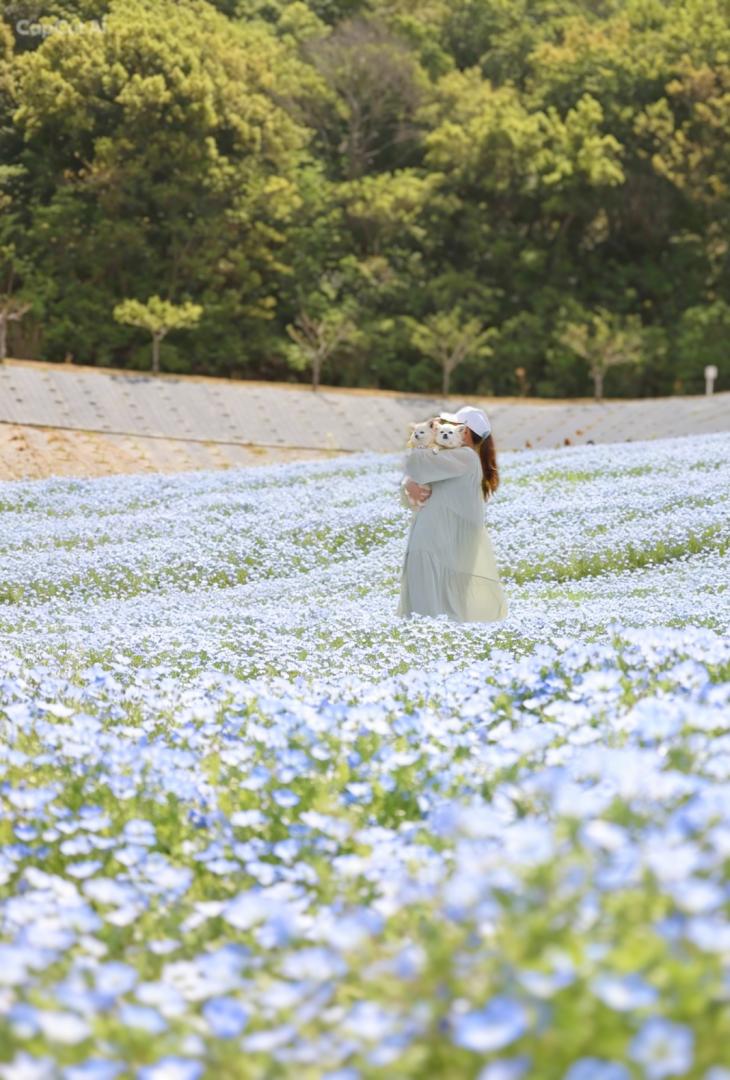 ネモフィラの海