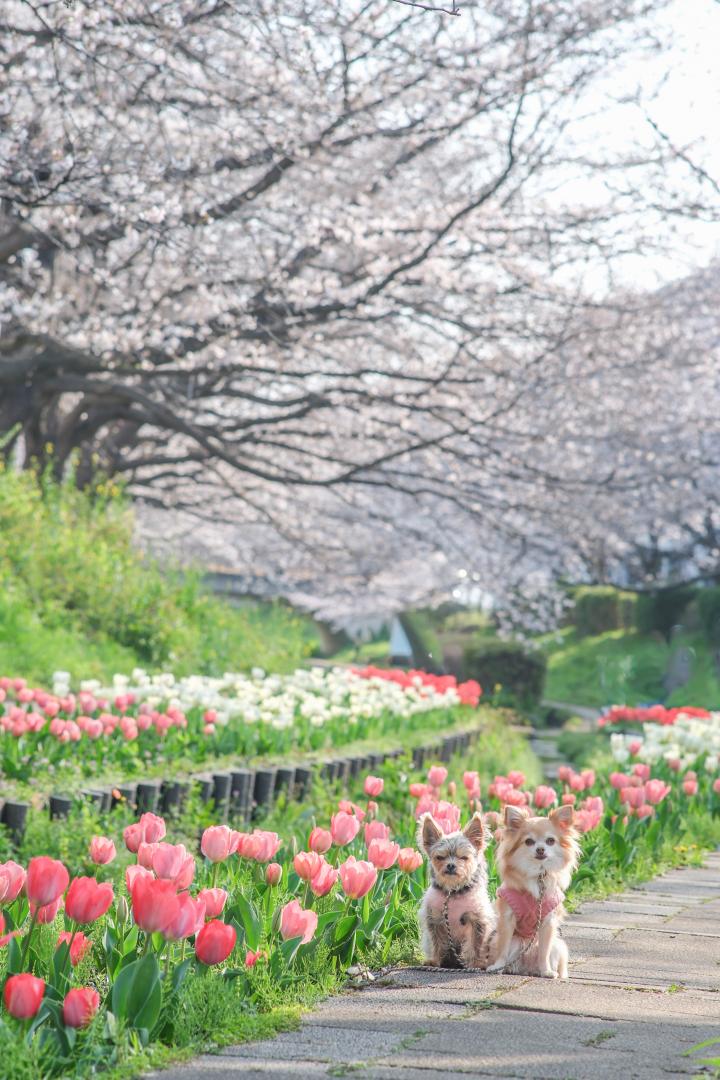 チューリップと桜のコラボ