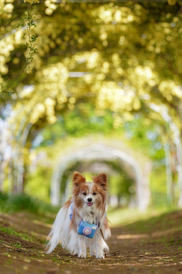 モッコウバラのトンネル