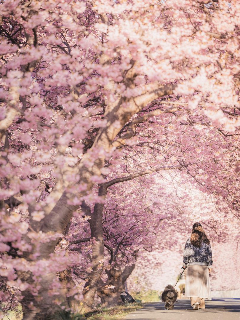 桜の道、ふたりで歩く