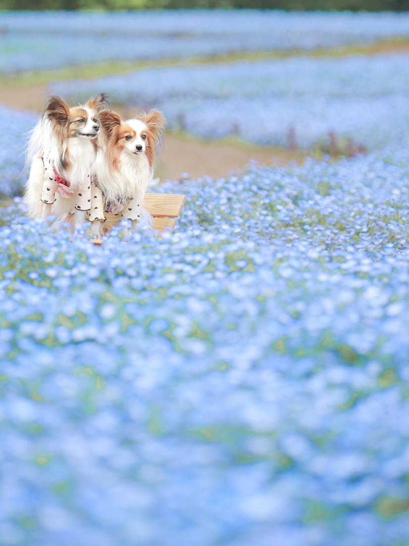 どこまでも続くネモフィラブルーと穏やかな表情のパンモネ