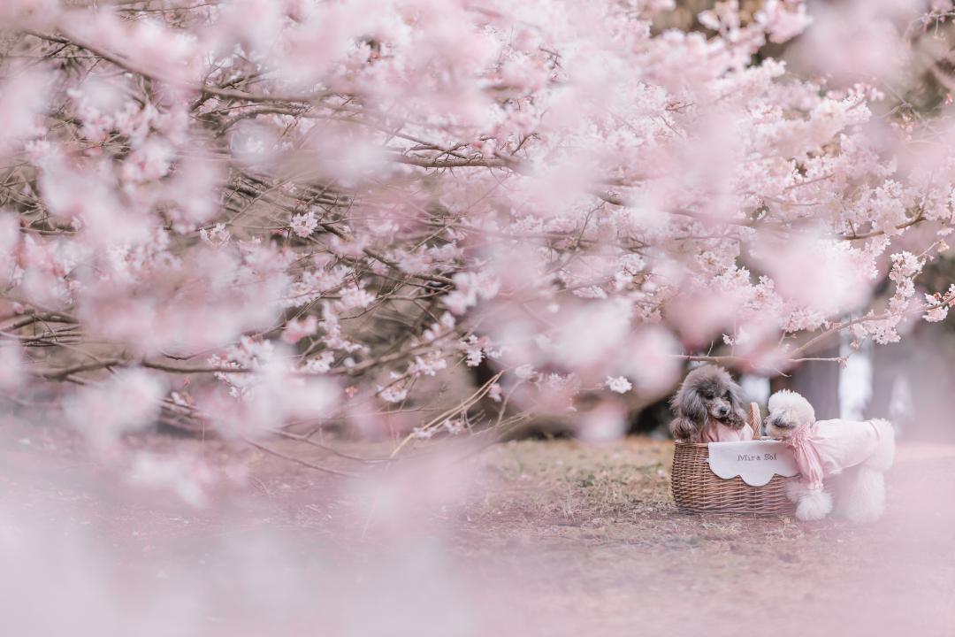今年は妹も一緒だね