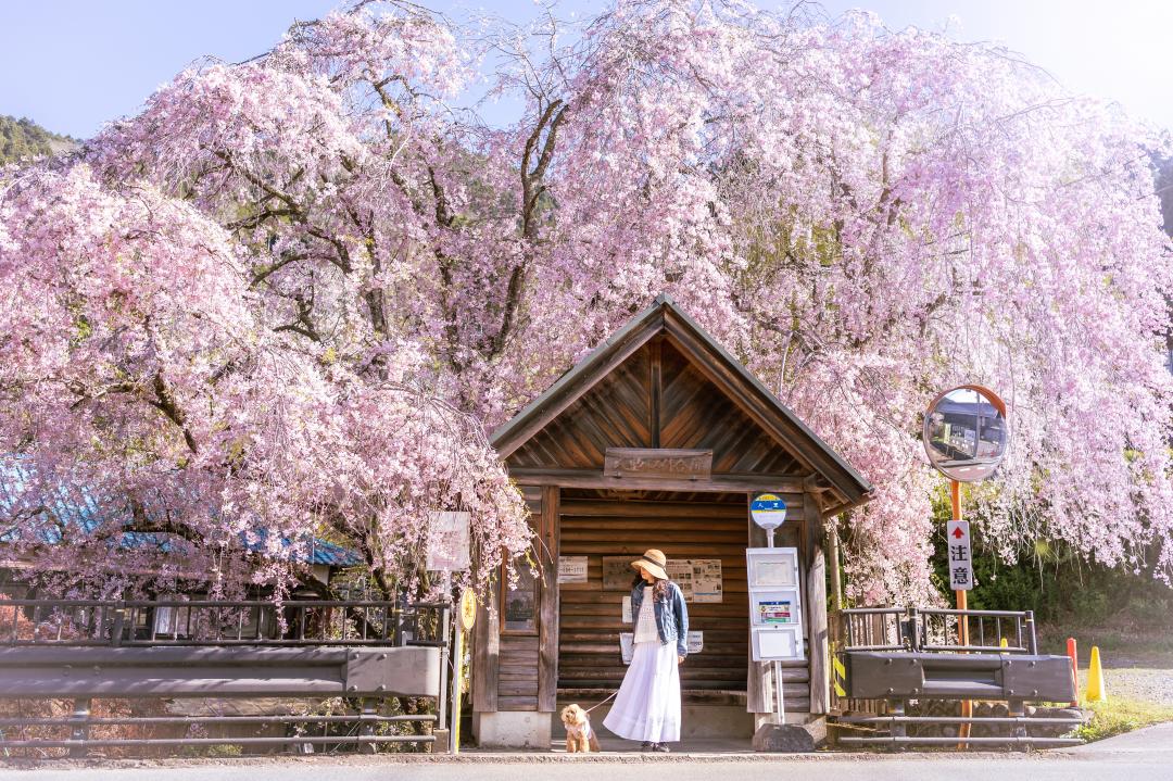 枝垂れ桜のバス停