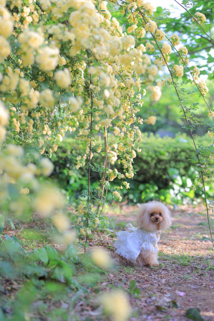 ふんわりミモザ