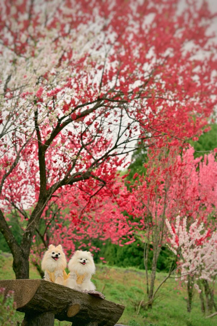 桃色に染まる春時間