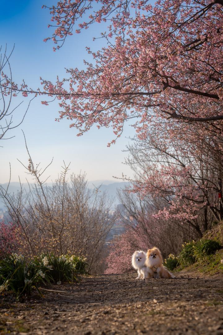 春の陽だまりでお花見