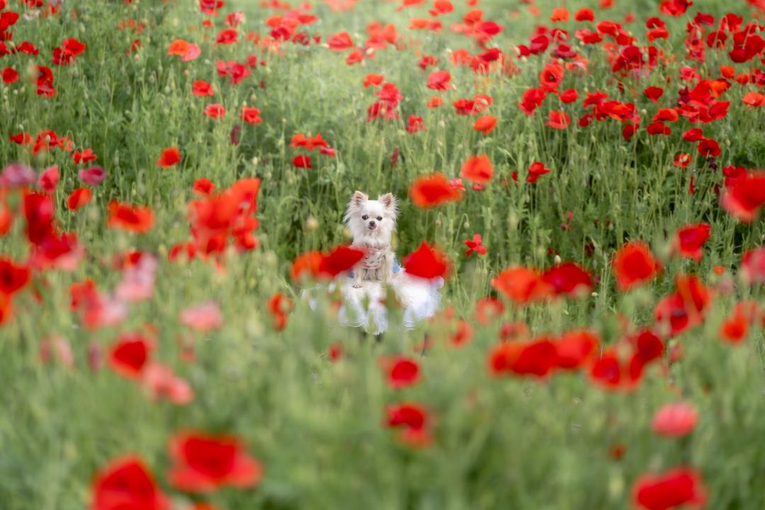 シャレーポピーに埋もれて