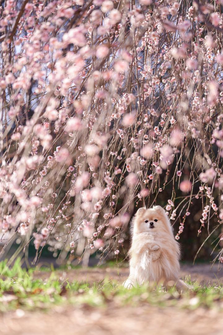 降り注ぐ枝垂れ梅のシャワー