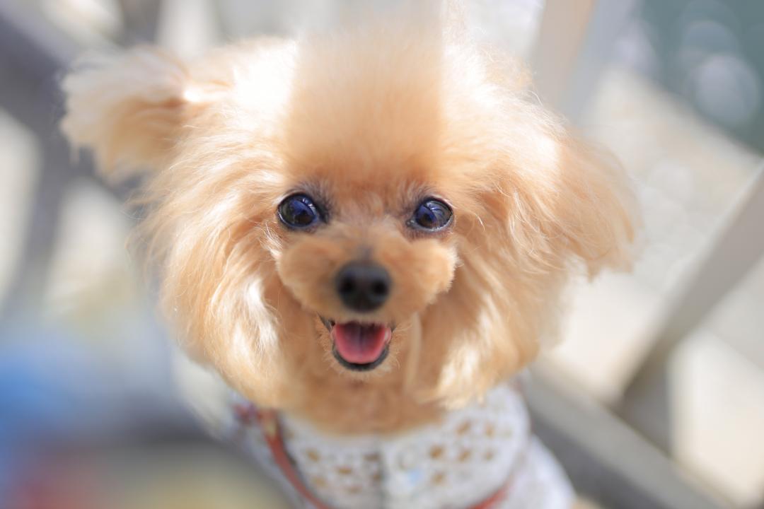 今日もハッピー