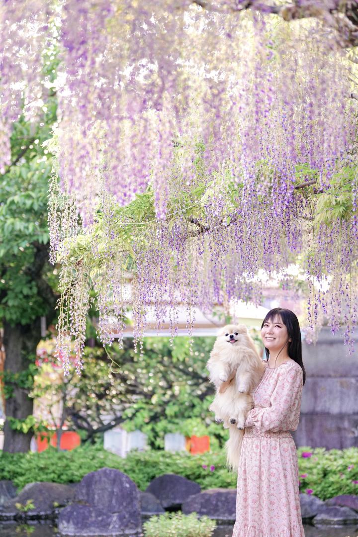 藤の花の下で