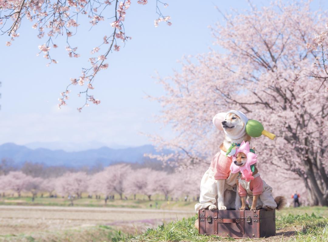 春爛漫