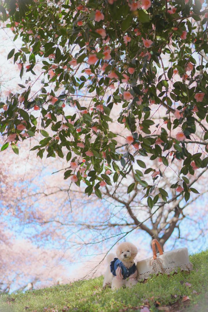 山茶花と桜
