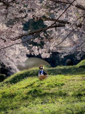 桜きれいだな～