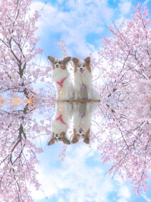 春めき桜～幸せx2