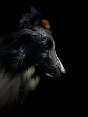 たんぽぽとバイブラック