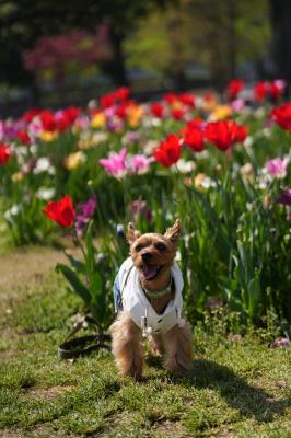 春を楽しんでいます