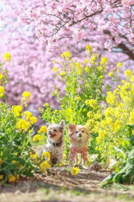 菜の花と河津桜