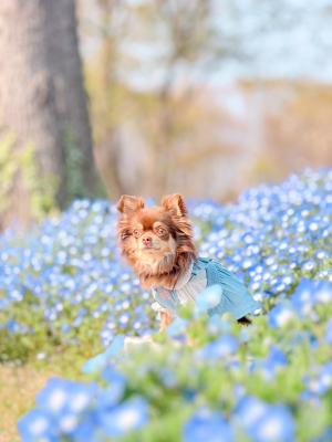 ネモフィラと一緒に