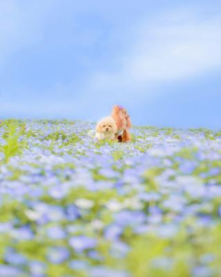 ネモフィラおふろ♡