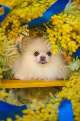 春のひょっこりさん