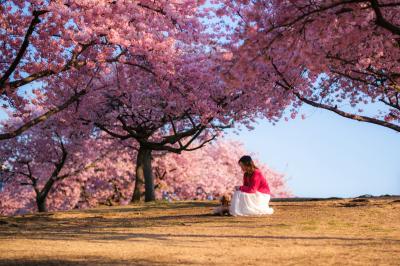 桜が咲く丘で
