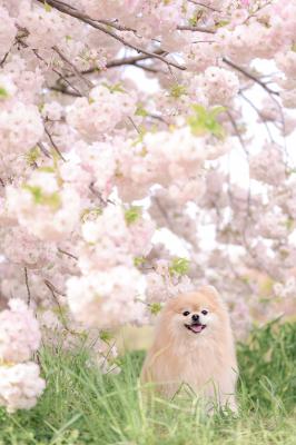 もこもこ八重桜