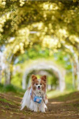 モッコウバラのトンネル