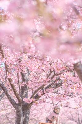 河津桜とコタロウ