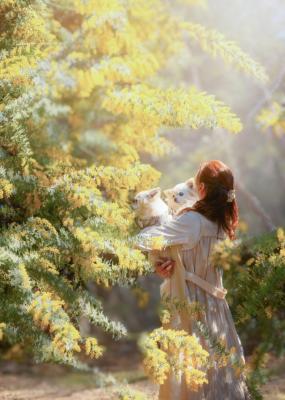 もりもりのミモザ