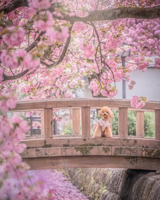 満開の八重桜と一緒に