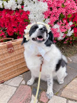 ツツジとにこにこ