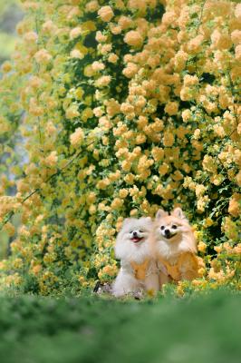 黄色のふわもこ