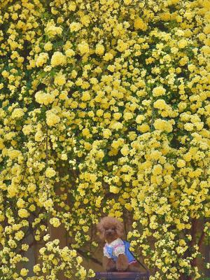 圧巻のモッコウバラ
