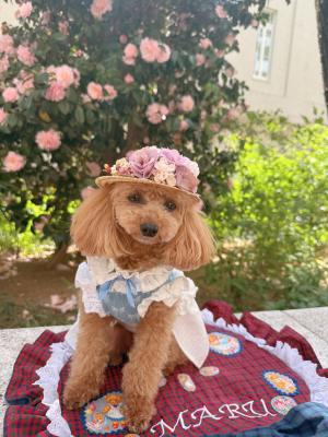 ちょっぴりおすまし