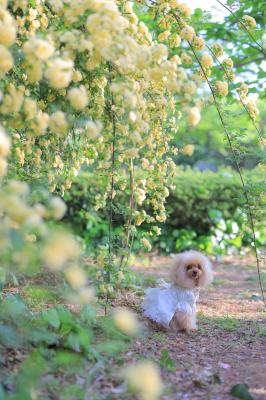 ふんわりミモザ