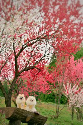 桃色に染まる春時間