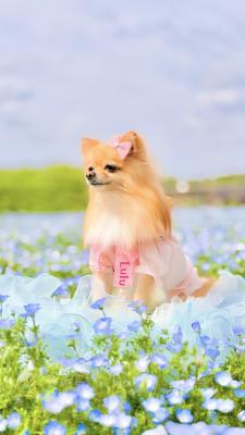 ネモフィラに咲く一輪の花