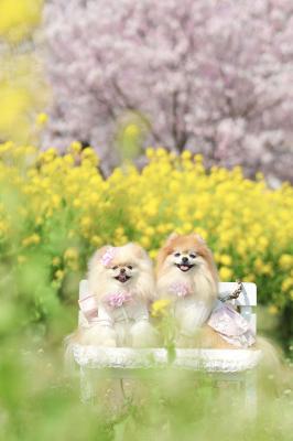 春スマイル
