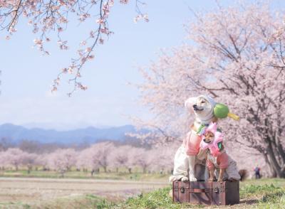 春爛漫