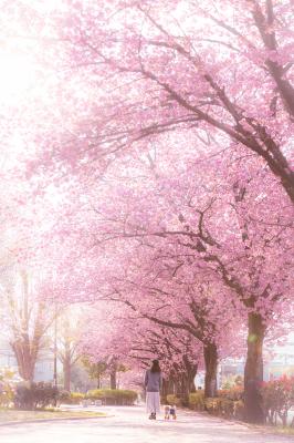 満開の桜と朝の光