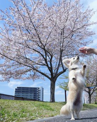 花よりおやつ！