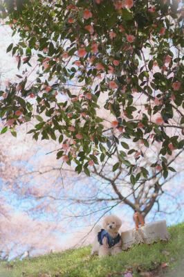 山茶花と桜