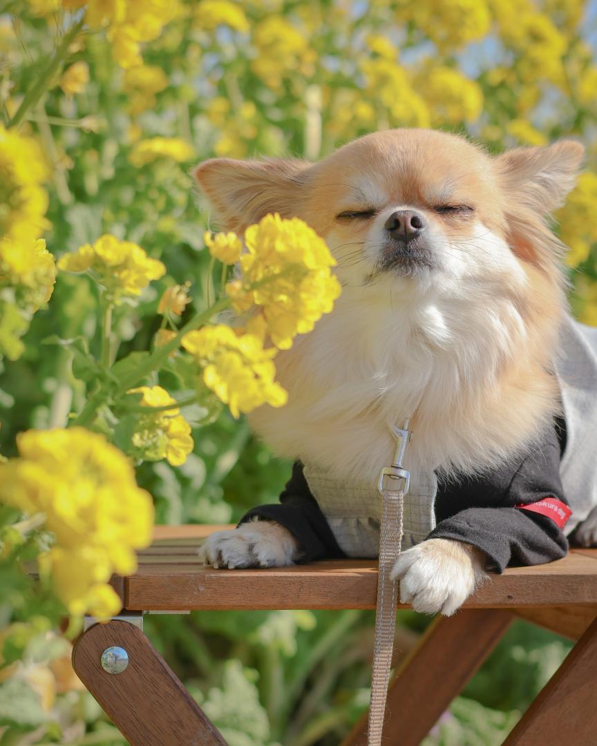 菜の花畑で瞑想中