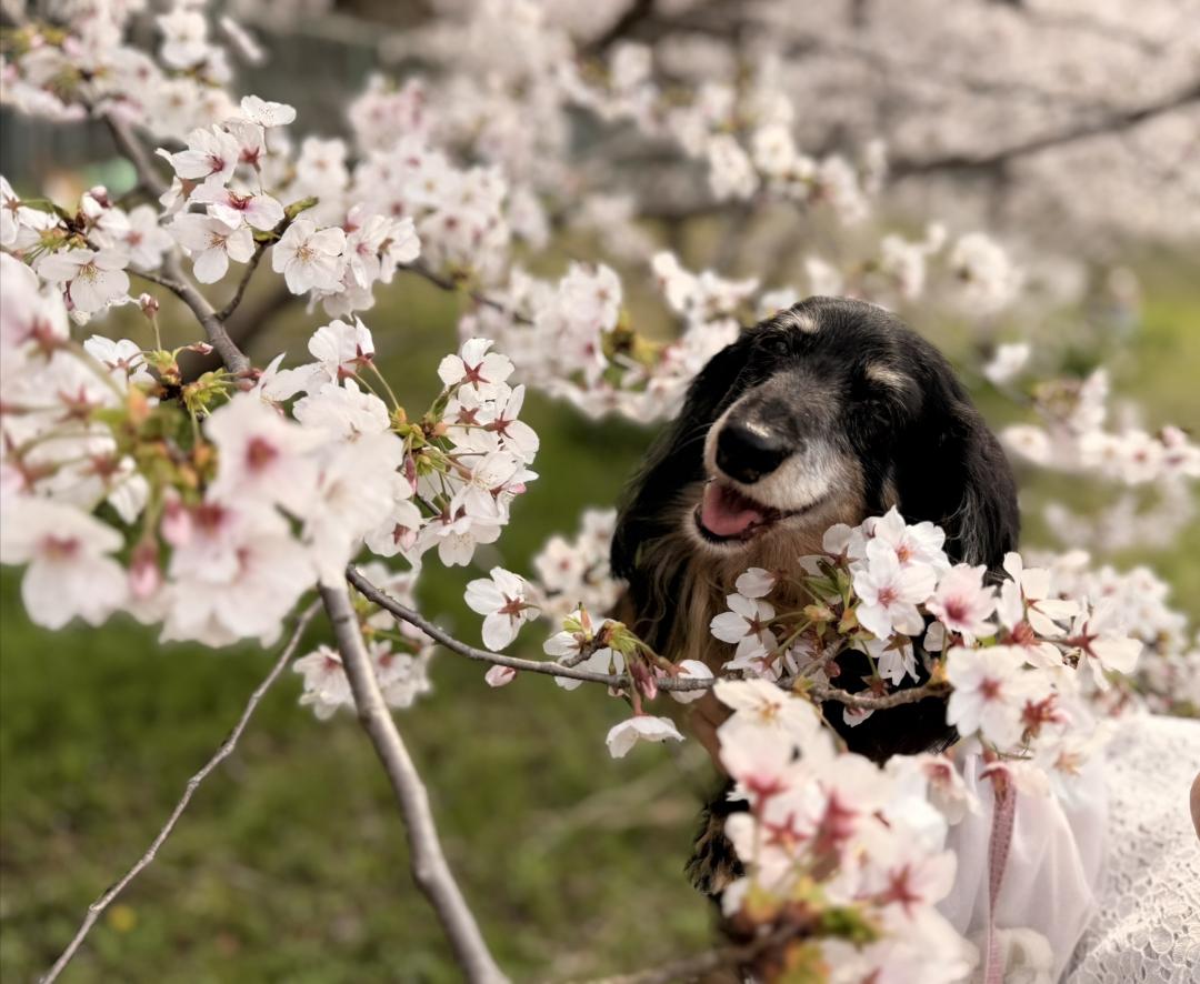 お花見したよ～