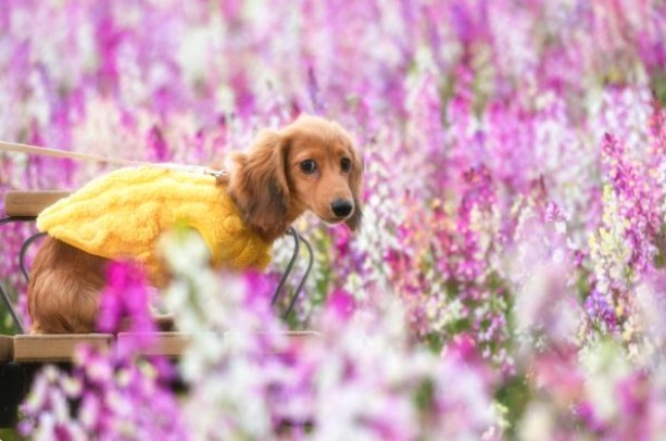 らいちゃんと春