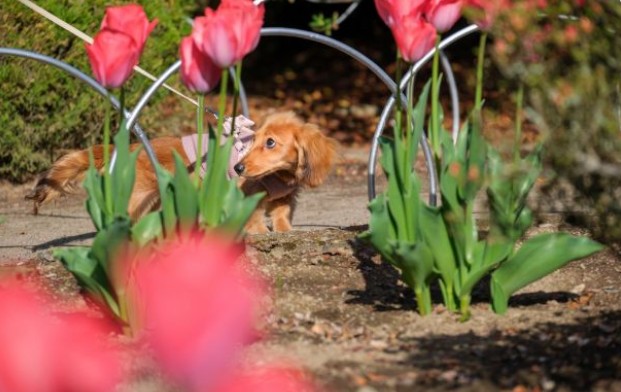 チューリップを見上げるらいちゃん